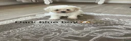 Bichon Frise dogs for sale: Bichon frise  - Advert 14