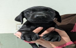 Labrador Retriever dogs for sale: FULLY HEALTH TESTED PARENTS,Smart,Tidy Lab Puppies - Image 6