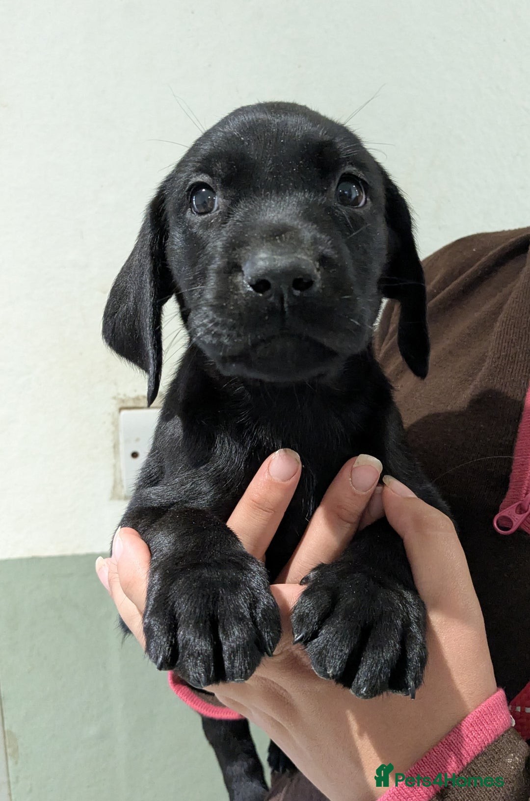 Labrador Retriever dogs for sale: FULLY HEALTH TESTED PARENTS,Smart,Tidy Lab Puppies - Image 6