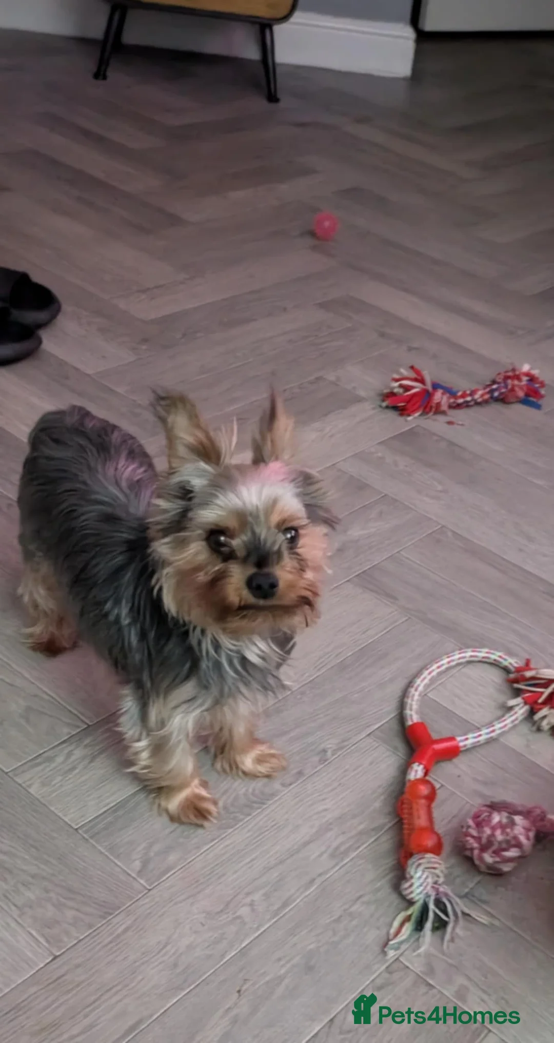 Yorkshire Terrier dogs for sale: Cute yorkies for sale - Advert 15