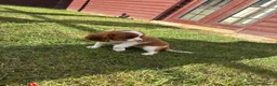 Cavalier King Charles Spaniel dogs for sale: Cavalier King Cha - Advert 16