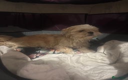 Shih Tzu dogs for sale: Shih tzu puppies - Image 14