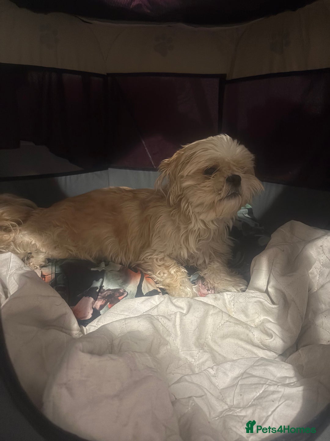 Shih Tzu dogs for sale: Shih tzu puppies - Image 14