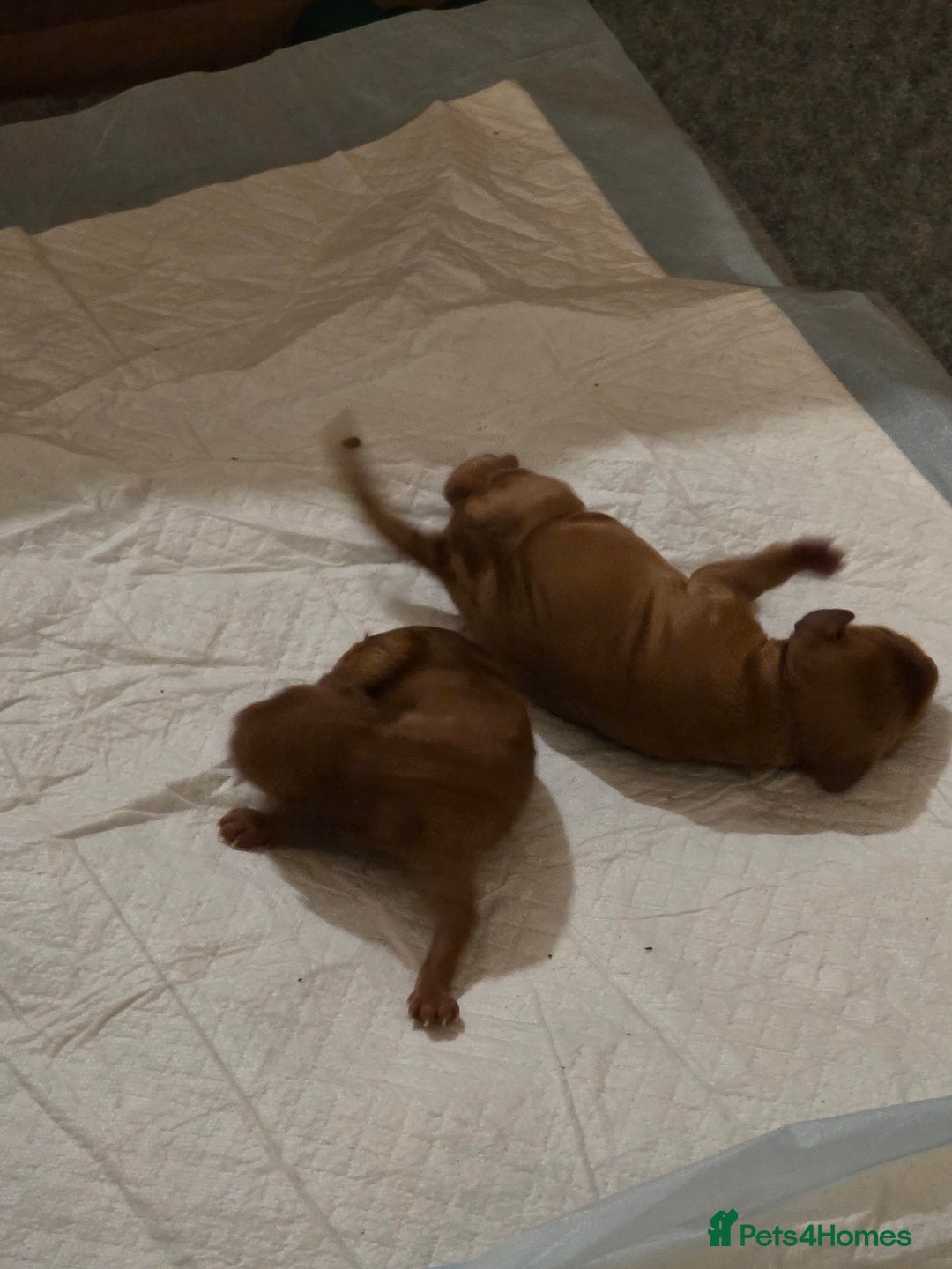 Cockapoo dogs for sale: Mini red cockapoo puppies ready 17th Jan 2026  - Advert 4