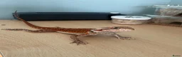 Bearded Dragon reptiles for sale: Juvenile Bearded Dragon  - Advert 10