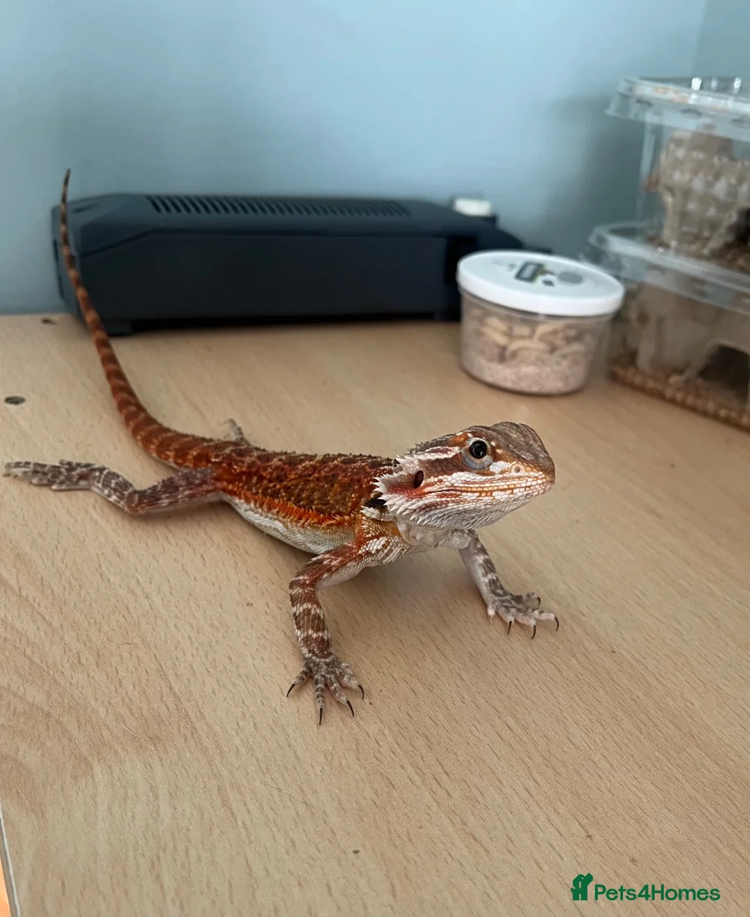 Bearded Dragon reptiles for sale: Juvenile Bearded Dragon  - Advert 10