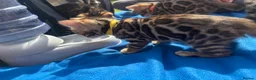 Bengal cats for sale: Exceptional Bengal Kittens With Amazing Rosettes ✨ - Advert 2