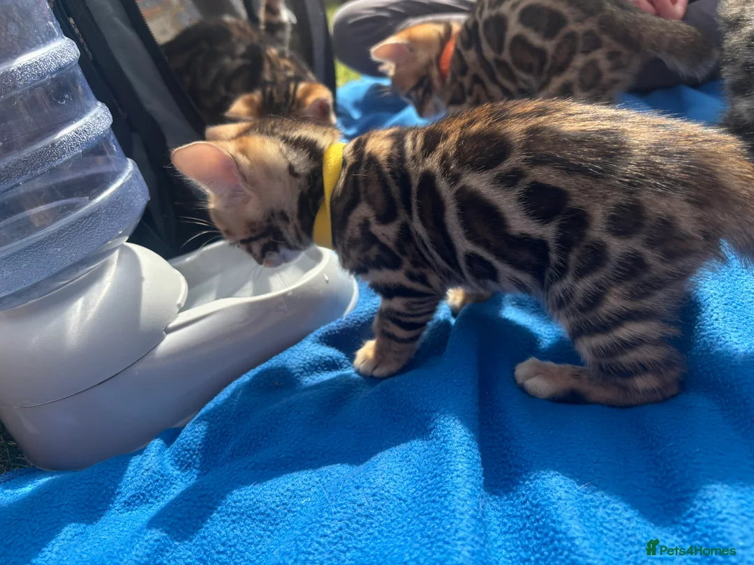 Bengal cats for sale: Exceptional Bengal Kittens With Amazing Rosettes ✨ - Advert 2