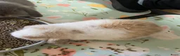 Mini Lop rabbits for sale: Beautiful mini lop babies - Advert 6