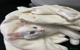Ragdoll cats for sale: Ragdoll adults Purebred pedigree 5 generations  - Image 16