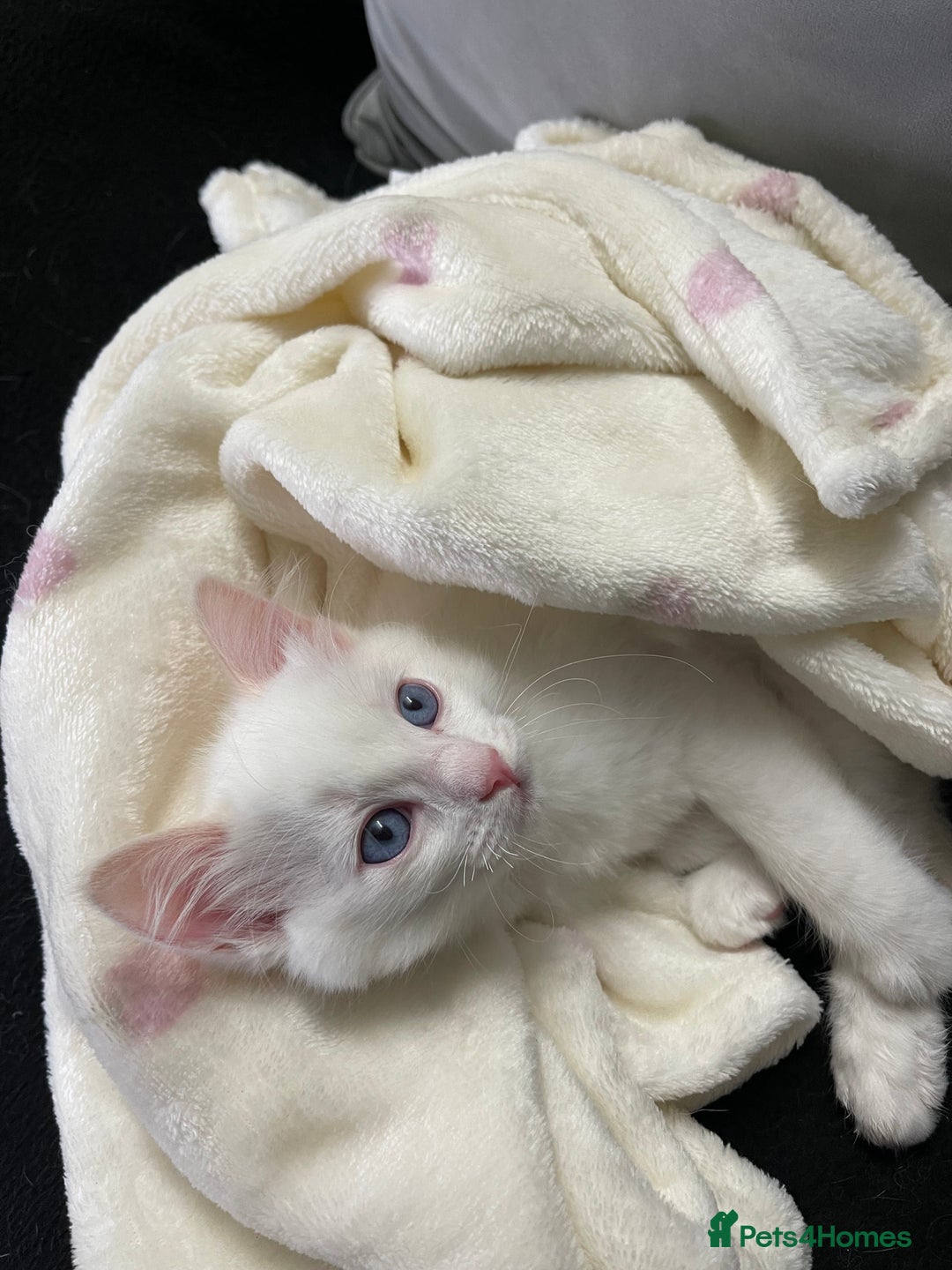 Ragdoll cats for sale: Ragdoll adults Purebred pedigree 5 generations  - Image 16
