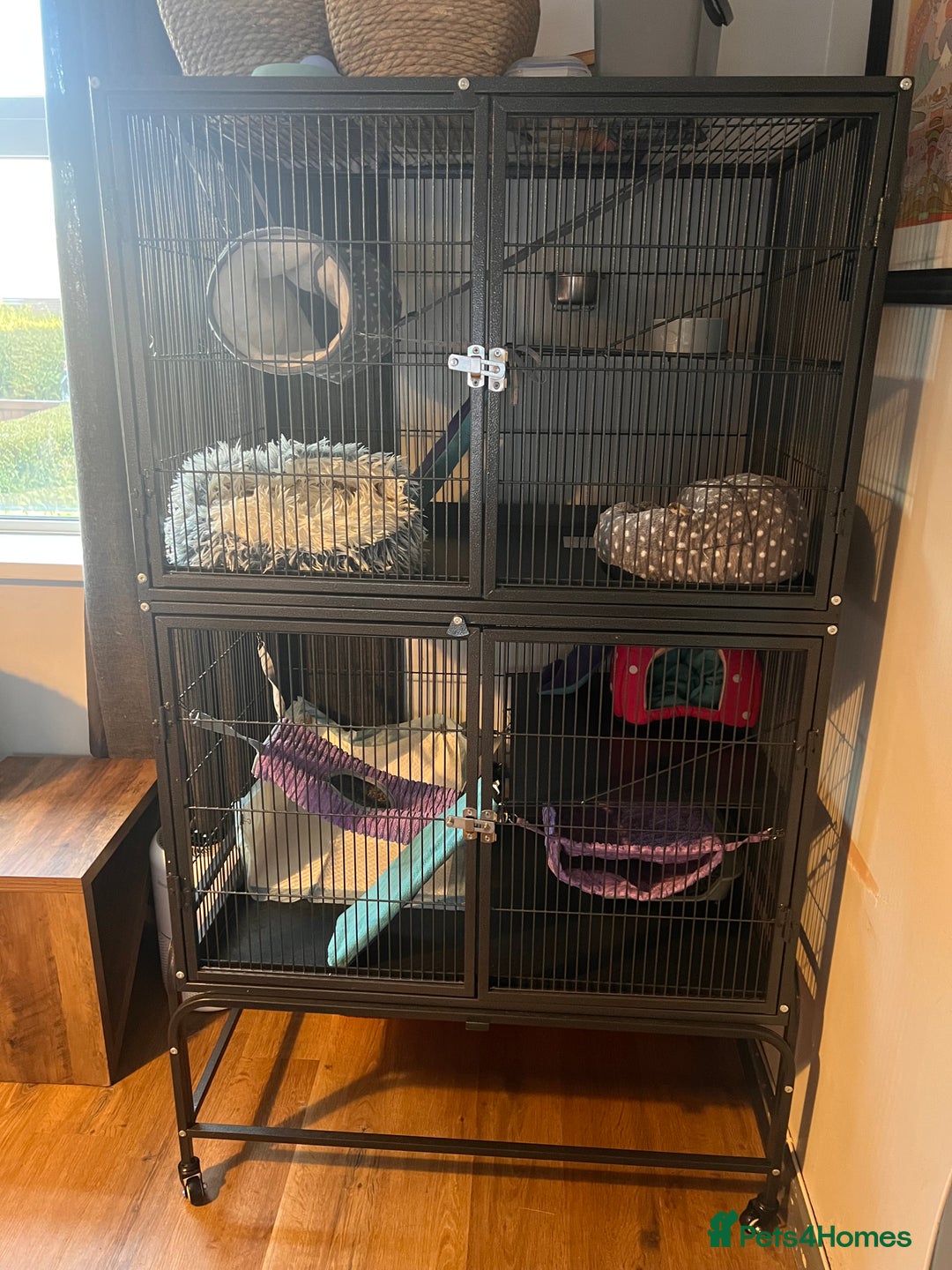 Ferret rodents for sale: 2 Bonded male ferrets, cage and full set up - Image 14