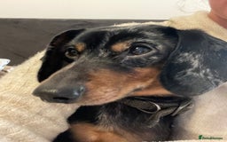 Dachshund dogs for sale: 🐾 Meet Ralph – Your New Best Friend! 🐾 - Image 3