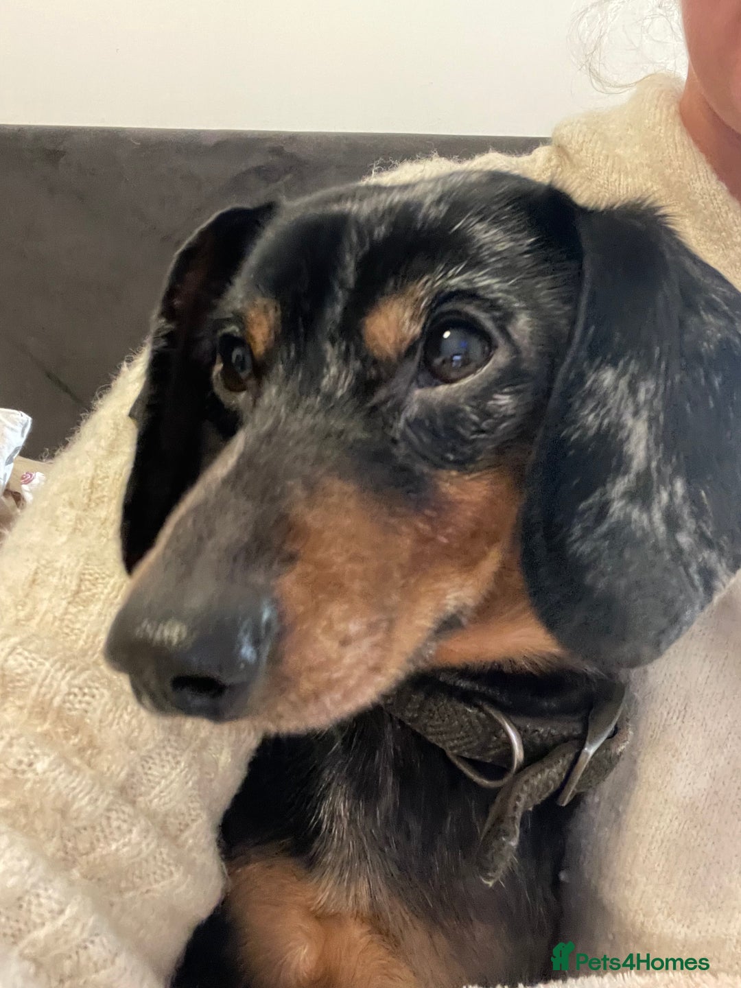 Dachshund dogs for sale: 🐾 Meet Ralph – Your New Best Friend! 🐾 - Image 3