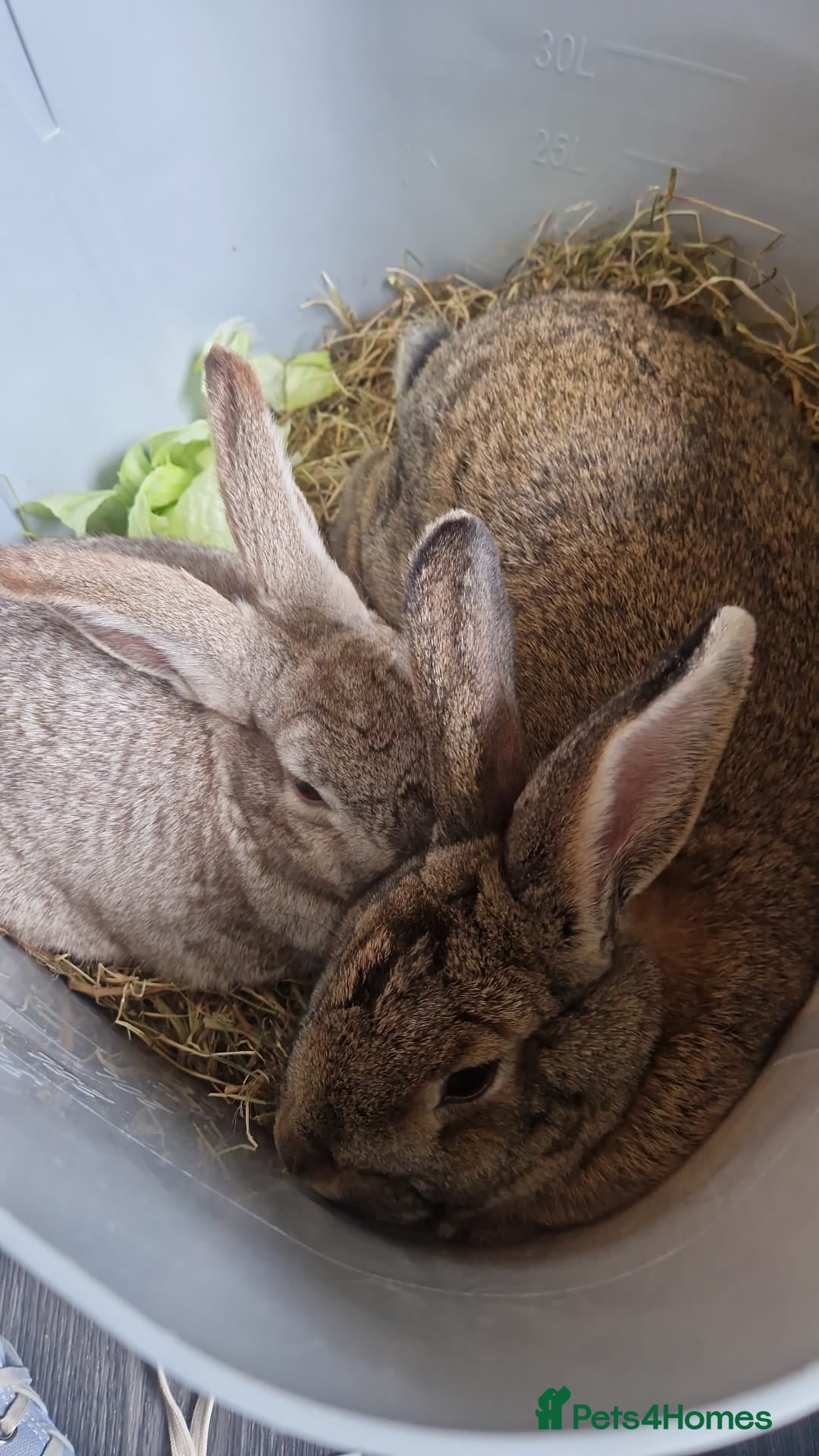 British Giant rabbits for sale: Female rabbit aged 2 and male rabbit aged 1 - Image 4