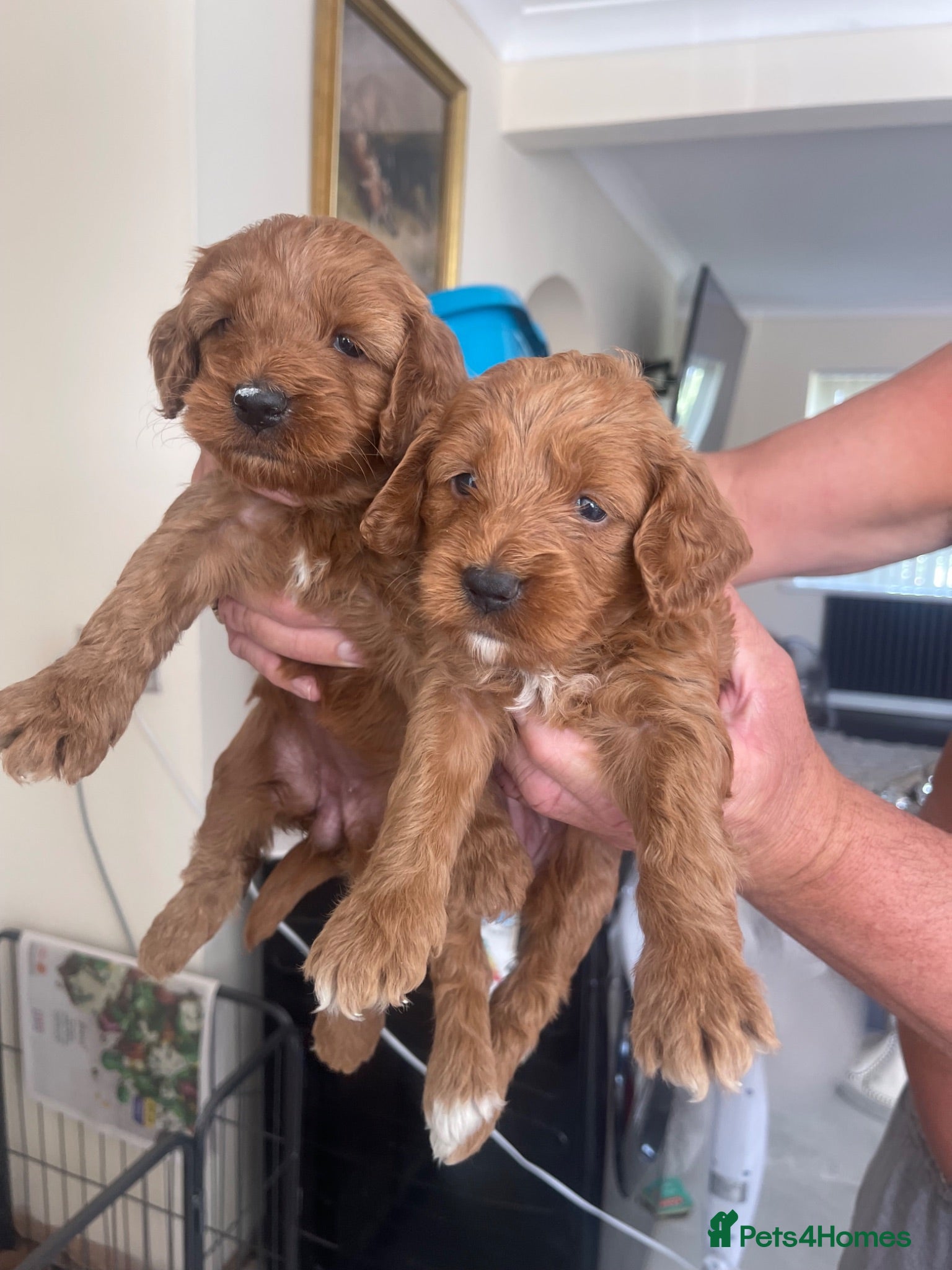 Cockapoo dogs Cockapoo puppies reds boy an girls  - Advert 1