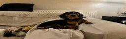 Chiweenie dogs for sale: 1 year old dachshund looking for forever home - Advert 14