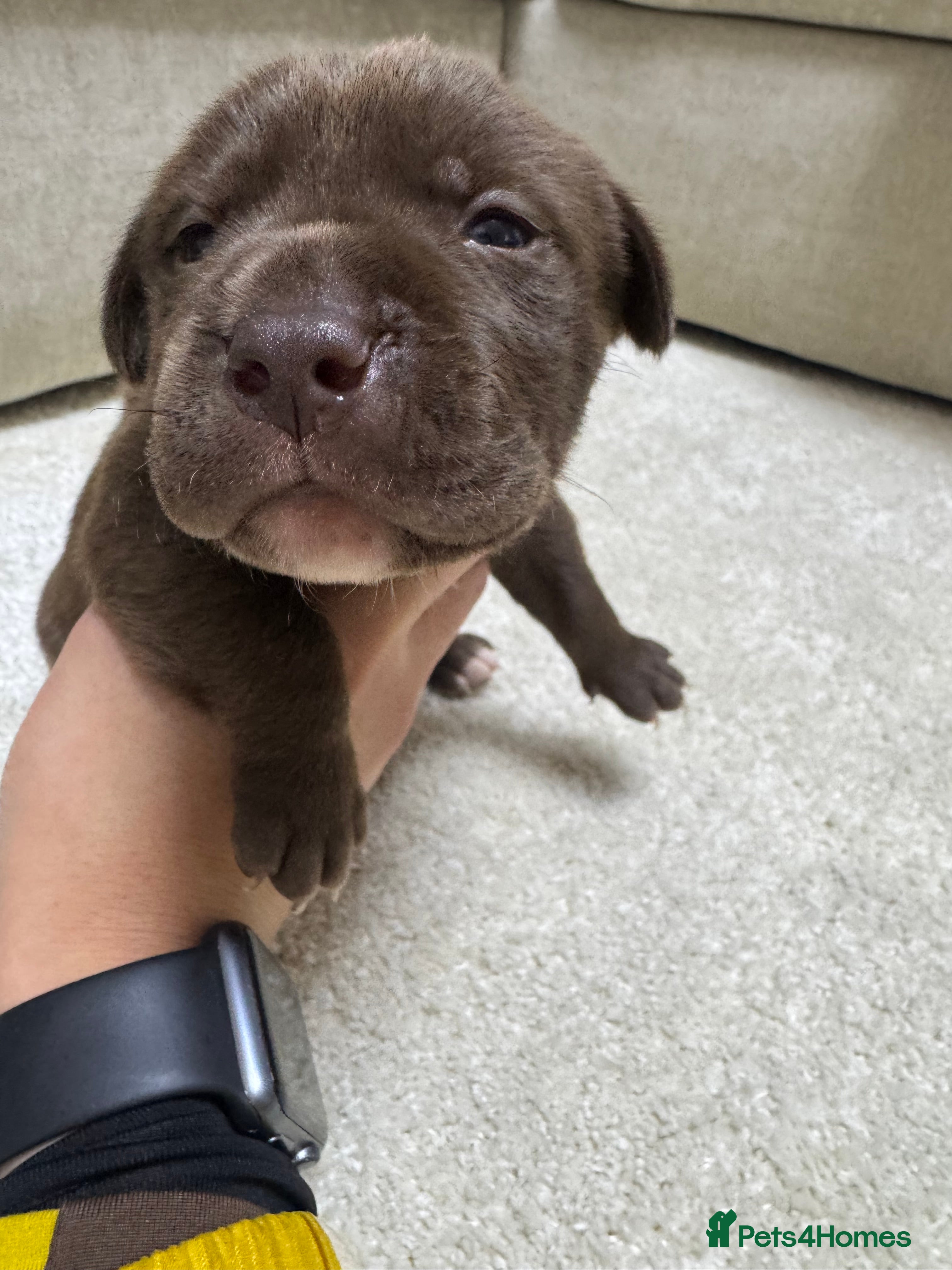 Mixed Breed dogs Shar Pei cross breed X Labrador Puppies  - Advert 17