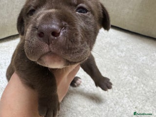 Mixed Breed dogs Shar Pei cross breed X Labrador Puppies - Advert 1