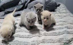 British Shorthair cats for sale: Adorable,chunky,champion lined british shorthairs! - Image 1