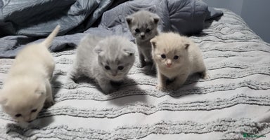 British Shorthair cats - Advert 9
