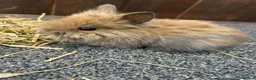Mixed Breed rabbits for sale: Baby bunnies  - Advert 9