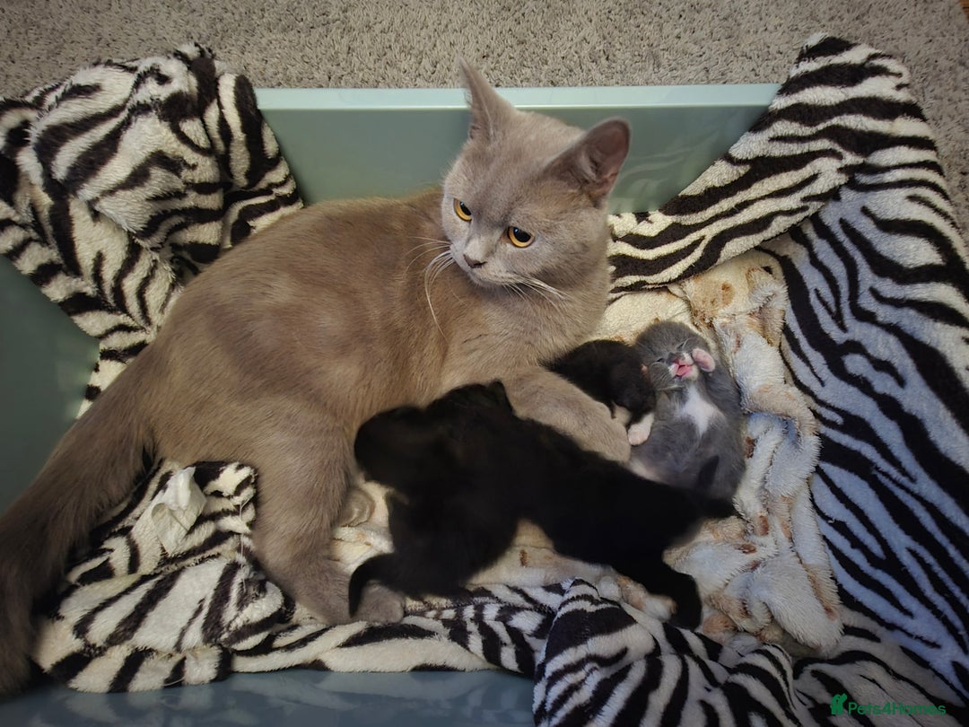 Mixed Breed cats for sale: Half British shorthair Kittens - Image 8