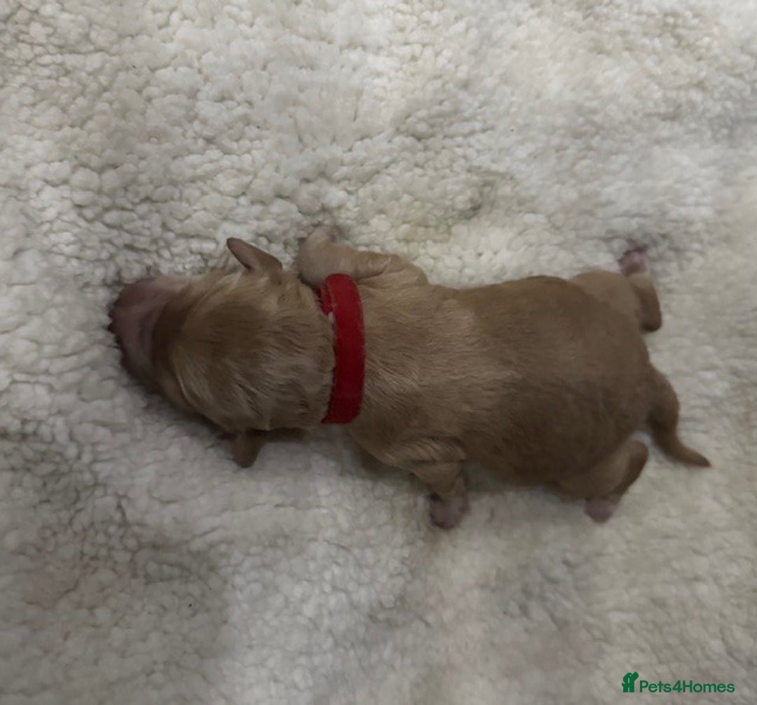 Australian Labradoodle dogs for sale: Annie's Australian Labradoodle Puppies are here! - Advert 18