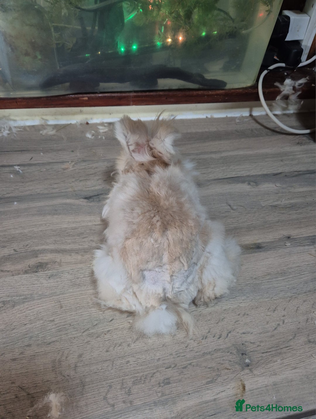 Angora rabbits for sale: Gorgeous Angora Rabbits, Pure Bred Full Faced. - Advert 4