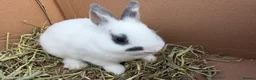 Netherland Dwarf rabbits for sale: Netherland dwarf babies  - Advert 3