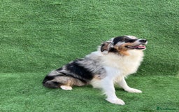 Australian Shepherd dogs for sale: Australia shepherd Kc puppies  - Image 40