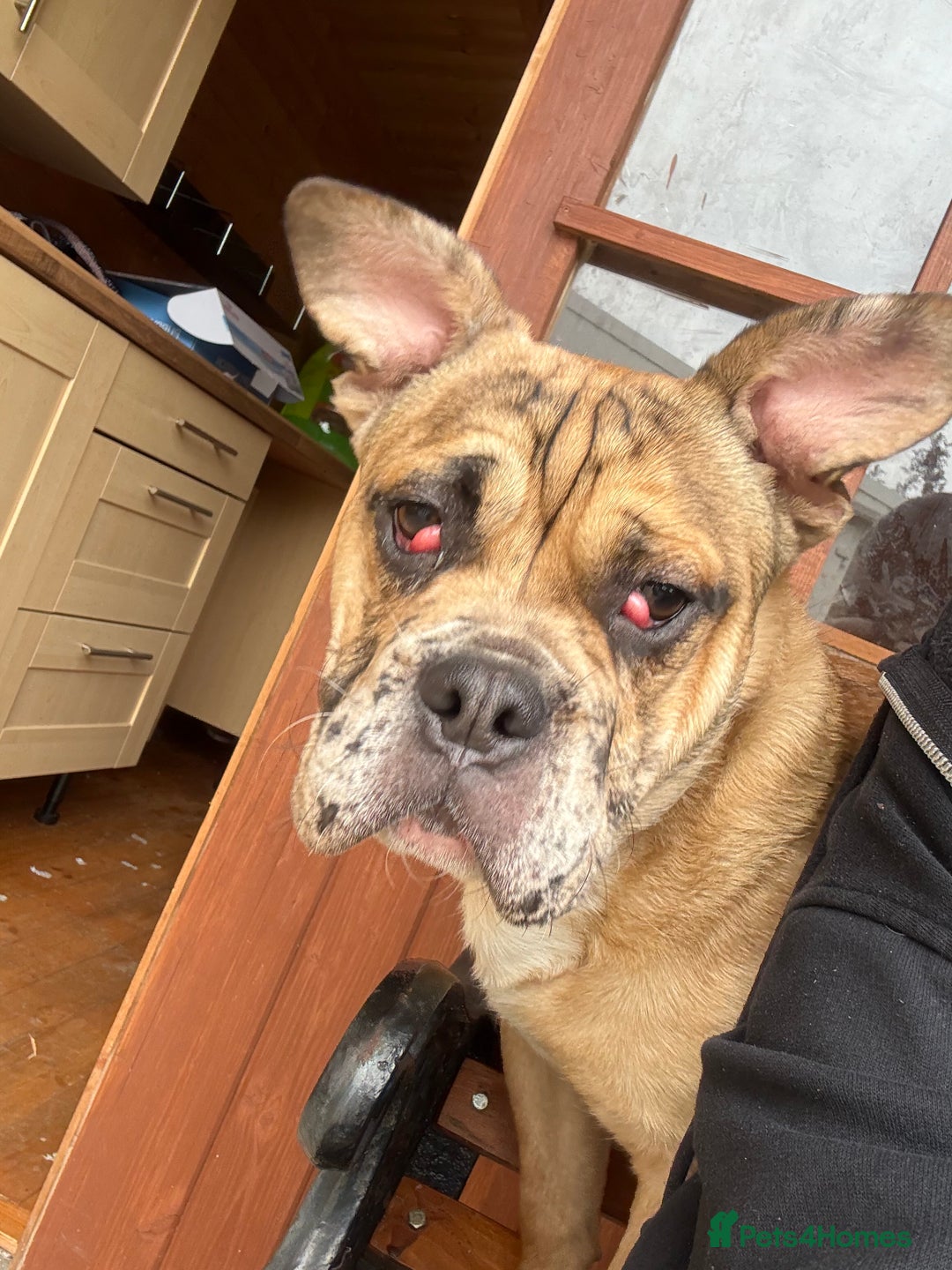 Mixed Breed dogs for sale: Derek - Image 4