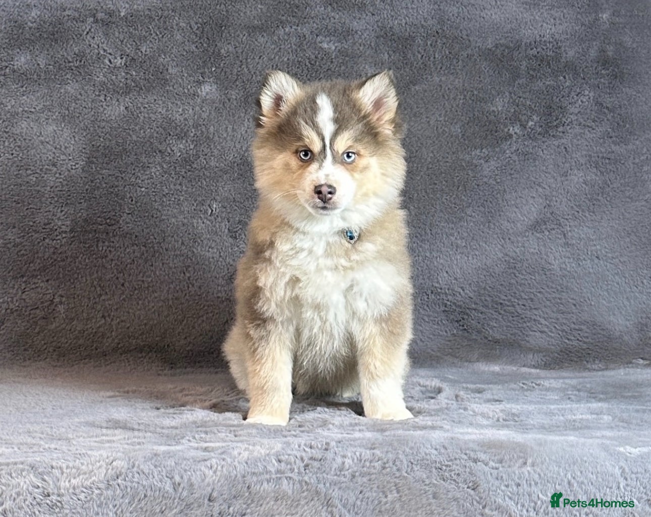 Pomsky dogs (Ice) blue fawn blue eyed (f3) male Pomsky puppy - Advert 1