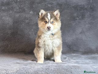 Pomsky dogs (Ice) blue fawn blue eyed (f3) male Pomsky puppy - Advert 18
