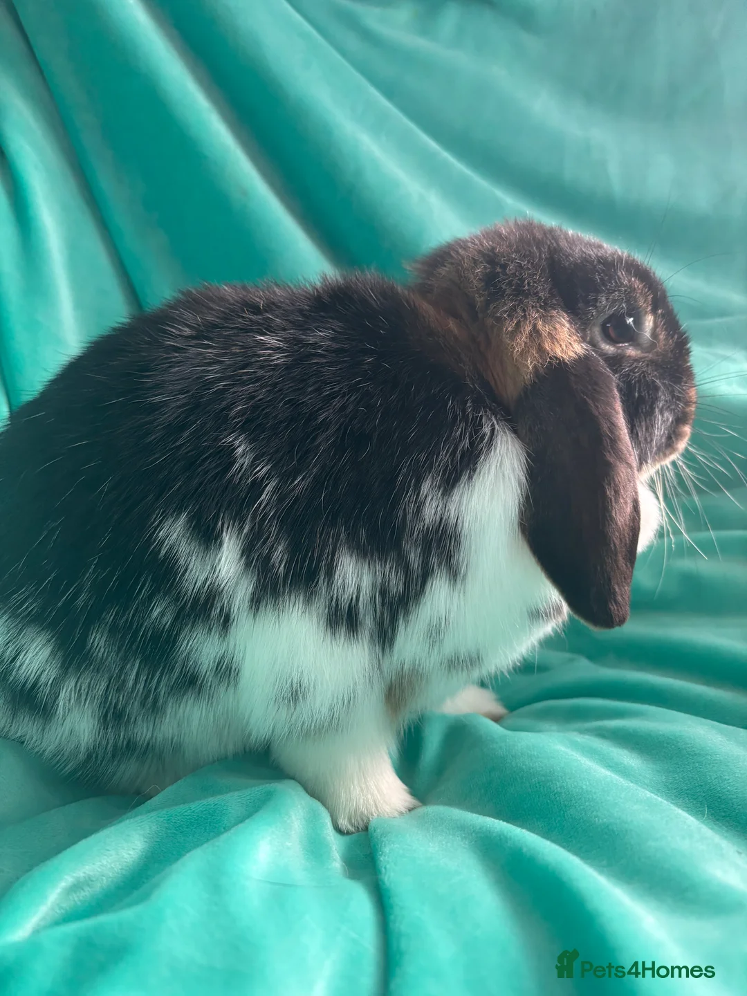 Mini Lop rabbits for sale: Cinder & Toffee Lop Rabbits (f) - Advert 5