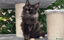 Maine Coon cats for sale: Tica Stunning Kittens  - Image 14