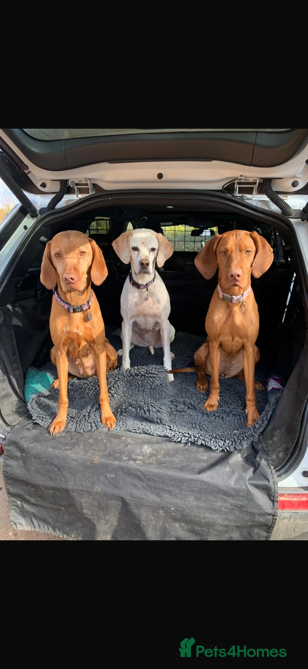 Hungarian Vizsla dogs for sale: Alba’s second litter  in Cullompton - Advert 6