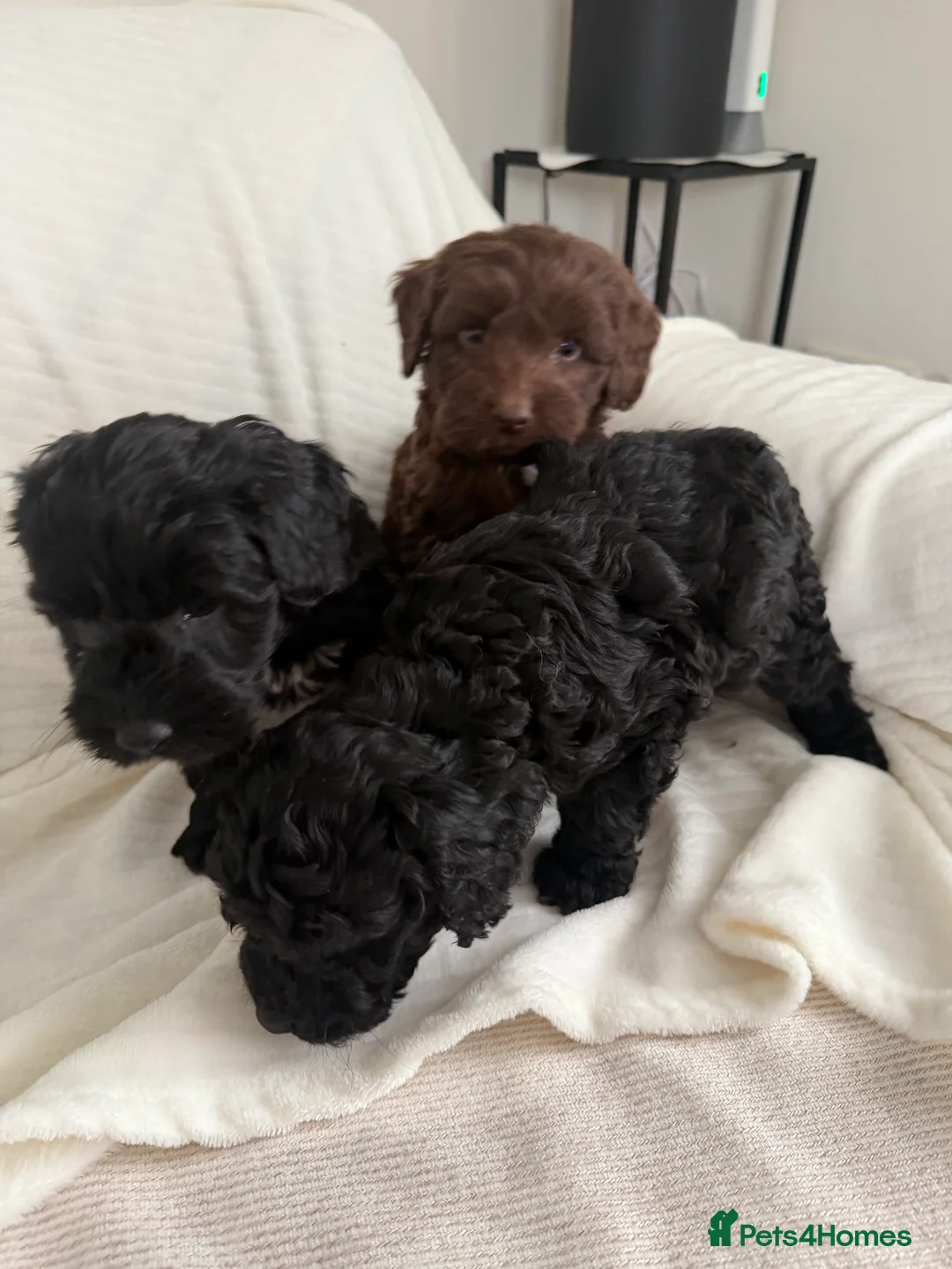 Cockapoo dogs for sale: CockerPoo  - Advert 3