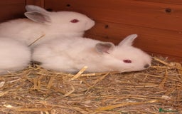 Californian rabbits for sale: Californian baby rabbits for sale - Image 7