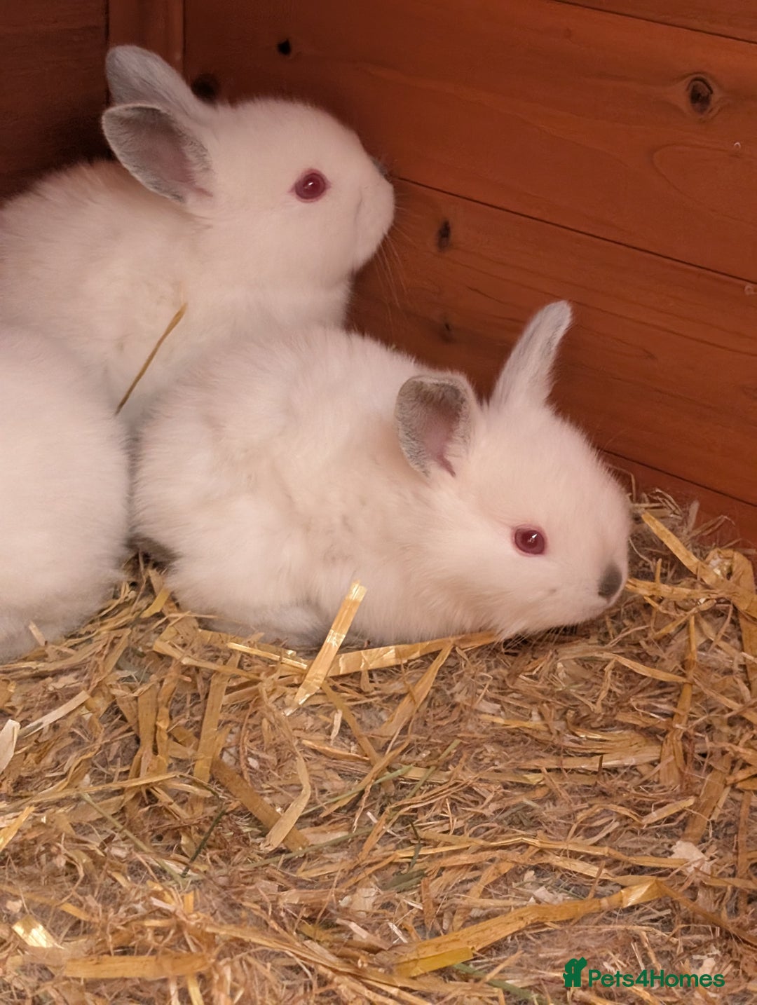 Californian rabbits for sale: Californian baby rabbits for sale - Image 7