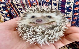 Pygmy Hedgehog rodents for sale: Beautiful Pinto, Friendly African Pygmy Hedgehogs  - Image 1