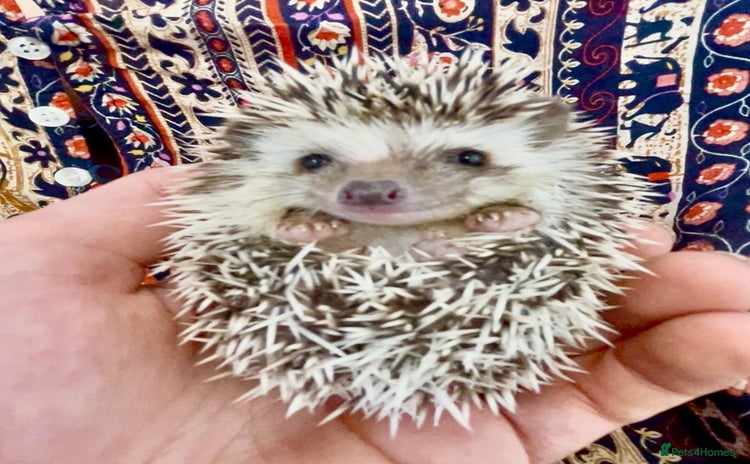 Pygmy Hedgehog rodents - Advert 2