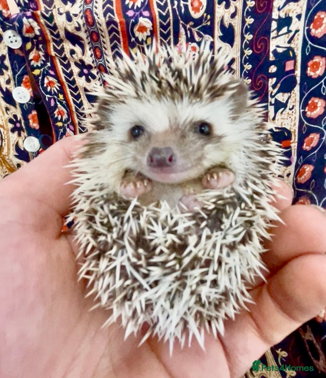 Pygmy Hedgehog rodents for sale: Beautiful Pinto, Friendly African Pygmy Hedgehogs  - Image 1