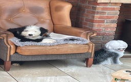Old English Sheepdog dogs for sale: Old English sheep dog  - Image 6