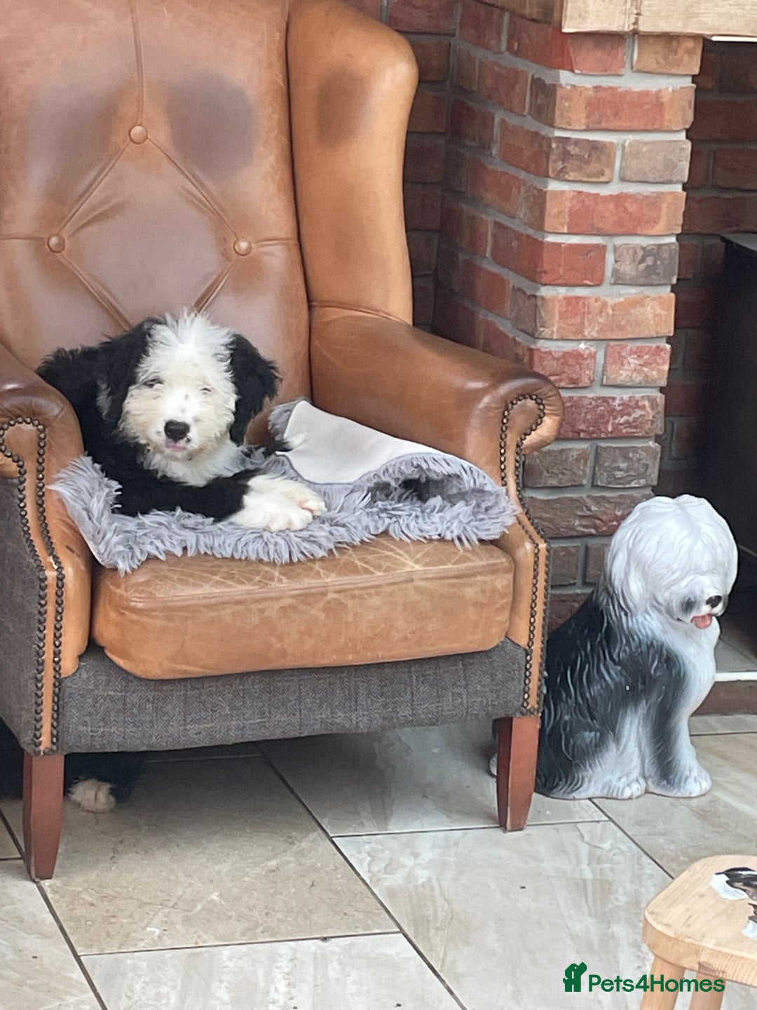 Old English Sheepdog dogs for sale: Old English sheep dog  - Image 6
