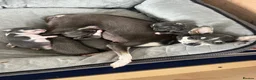Chihuahua dogs for sale: Fabulous Chihuahua puppies  in Middlesbrough - Advert 1