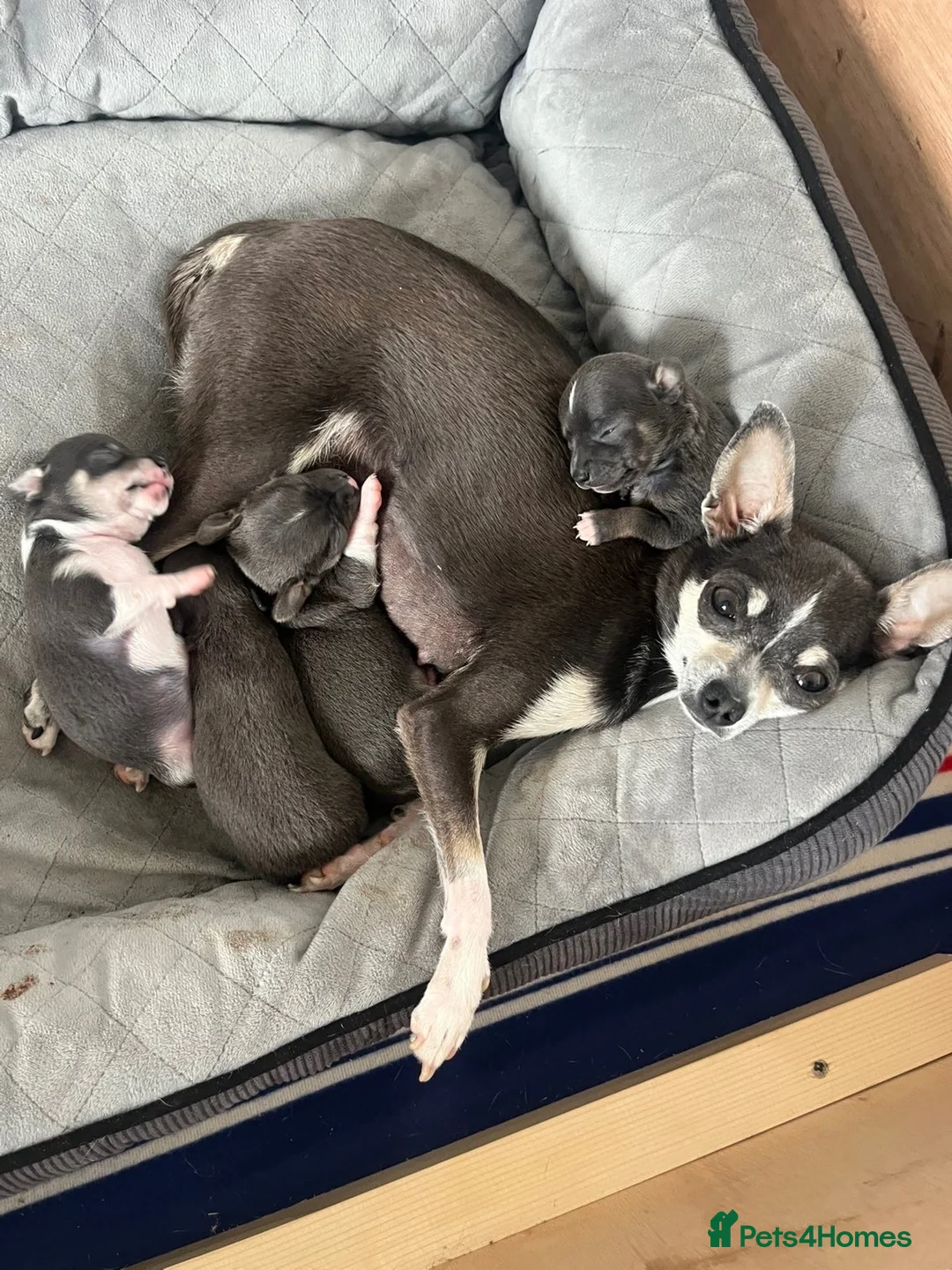 Chihuahua dogs for sale: Fabulous Chihuahua puppies  in Middlesbrough - Advert 1