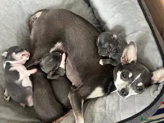 Chihuahua dogs Fabulous Chihuahua puppies - Advert 1