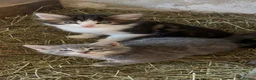 Mixed Breed cats for sale: Kittens for Sale, ready now. - Advert 6