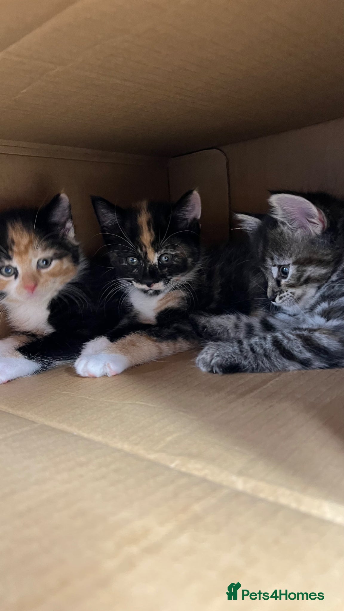 Mixed Breed cats Mixed kitten  - Advert 1